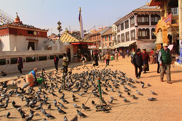 Pigeons occupying the path around Bodnath
