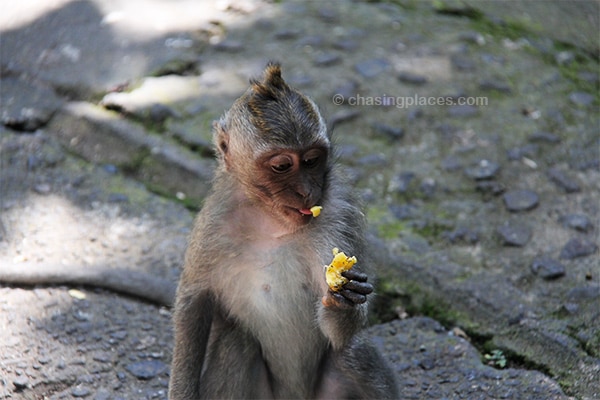 Enjoying some food at the Sacred Monkey Forest Sanctuary