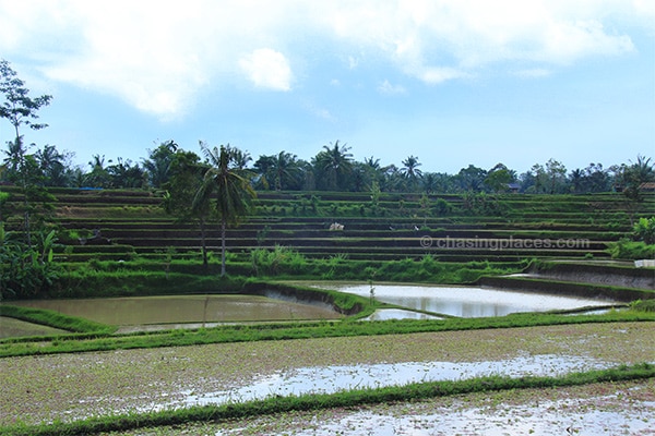 Picture perfect rice terraces minutes from Ubud town