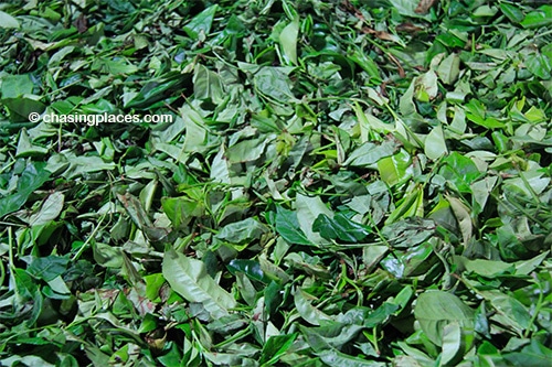 Freshly picked tea leaves from Sri Lanka.