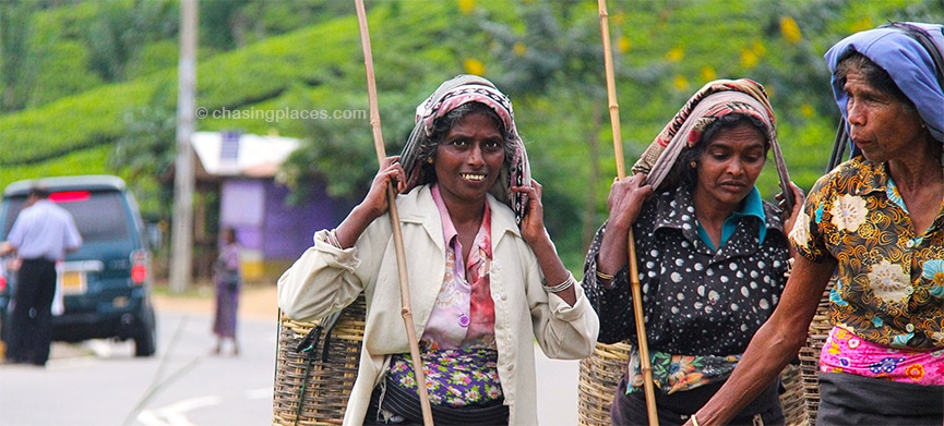 Tea pickers,-Hill Country Sri Lanka.