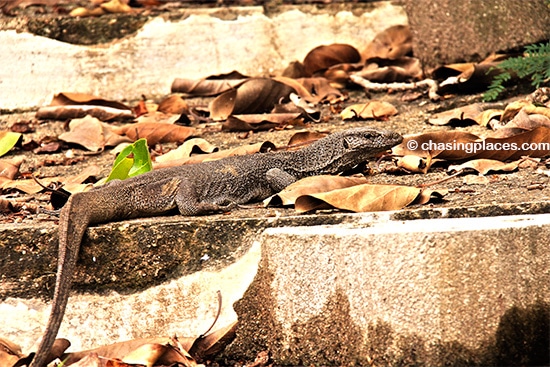 You'll never know what lurks around Unawatuna Bay - a mature monitor lizard minding his own business