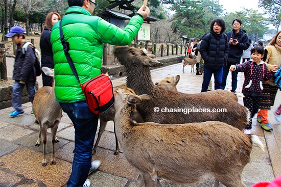 If you are seeking the undivided attention of deer, Nara is the place to be