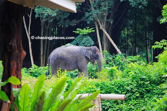 Consider going for an elephant ride while on Lanta