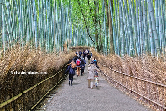 The Bamboo Grove with a medium-sized crowd around 10 am