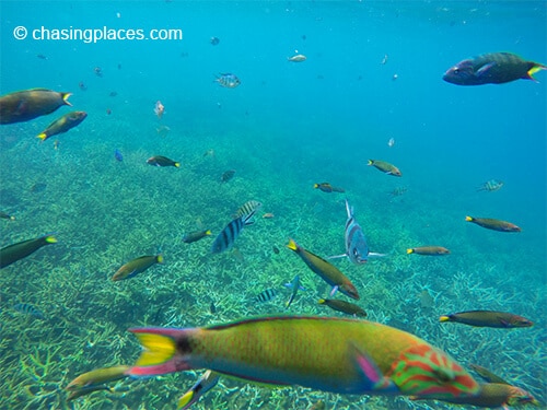 The underwater world at Pulau Redang