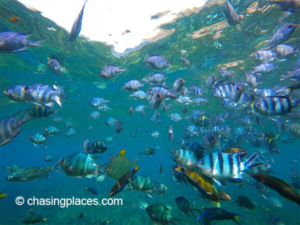 There was no shortage of fish while snorkeling at Pulau Redang.