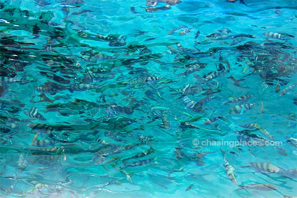 Fish frenzy within the Bacuit Archipelago