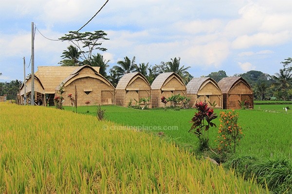 The beautiful countryside around Ubud, Bali