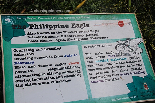 Interesting information about the Philippine Eagle