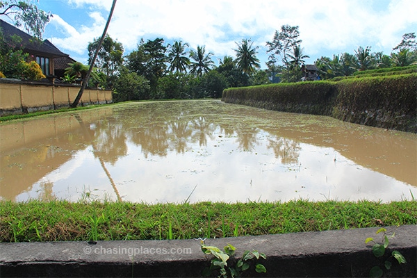 Rice terrace reflections near Ubud