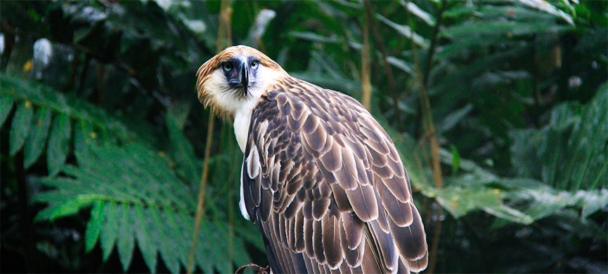 Chasing Places (Slider)The Philippine Eagle