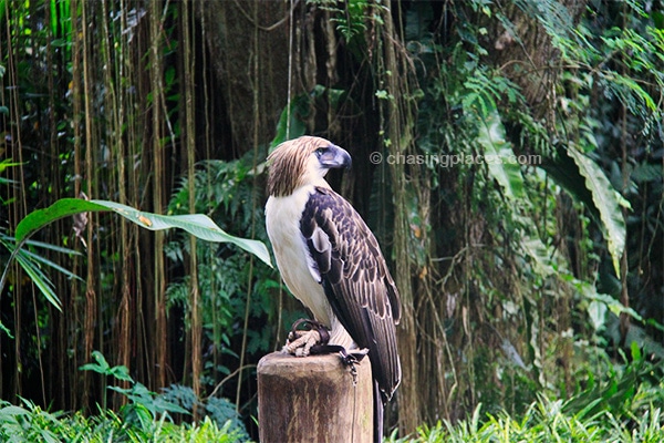 The impressive Philippine Eagle