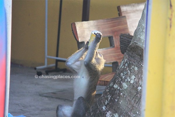 One of the pesky residents of Cherating downing a Soya Bean Milk