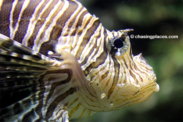 Get up close and personal with some aquatic life in the Aquarium.