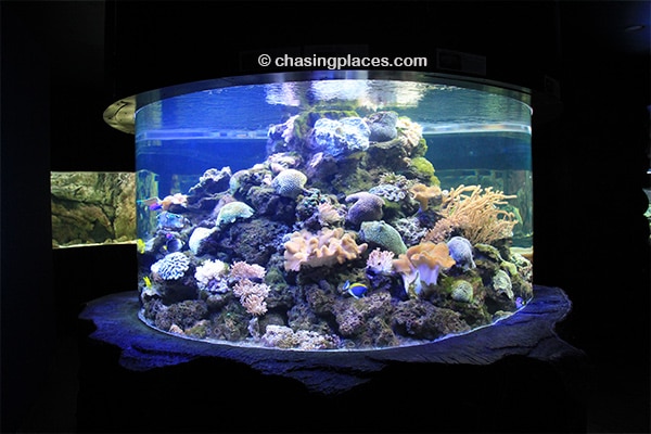 Live coral growing in the aquarium.