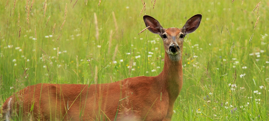 Doe a deer, a female deer