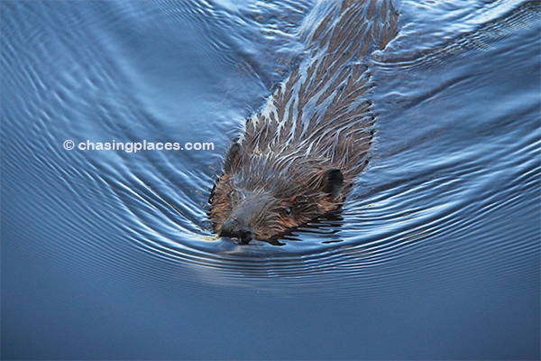 The rare close up of the great Canadian beaver.