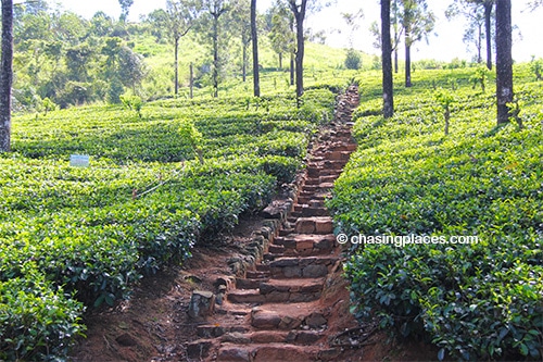 A roadside view of a tea plantation in Sri Lanka's Hill Country