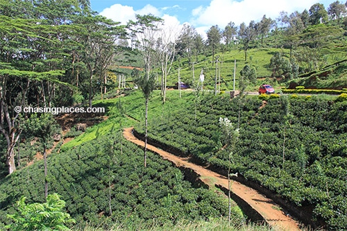 Be prepared for miles upon miles of scenery like this around Nuwara Eliya