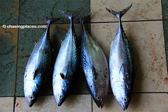 Tuna, tuna and more tuna at the fish market in Male