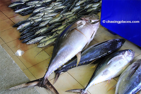 Tuna at the wet market in Male, Maldives