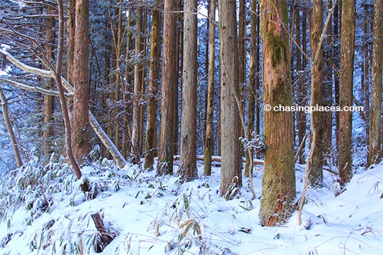 Beautiful cedar trees line the Nakasendo