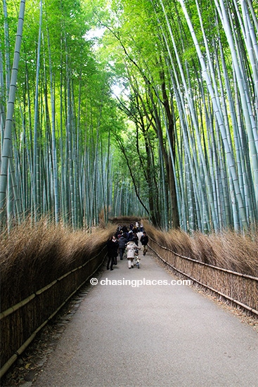 Arashiyama Bamboo Grove, Kyoto, Japan