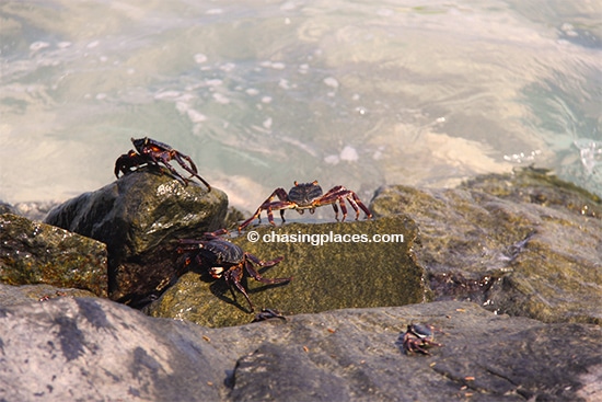 Crustaceans, and more crustaceans on Maafushi Island