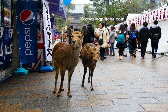 The walkway to Todai Ji Temple, Nara,-Japan