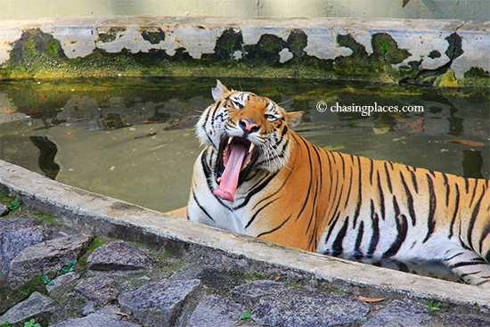A big yawn for the crowd, Zoo Johor, Malaysia