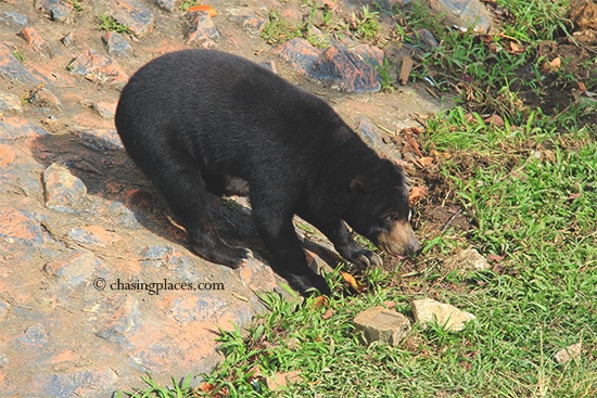 A close up of a Malaysian Sun Bear, Zoo Johor
