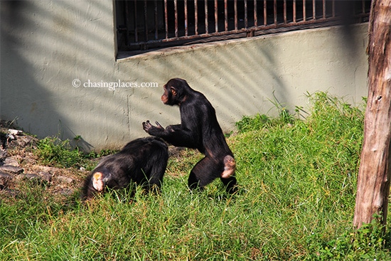 A few chimpanzees at Zoo Johor, Johor Bahru, Malaysia