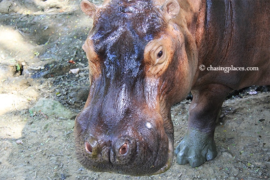 Hi hippo, Zoo Johor