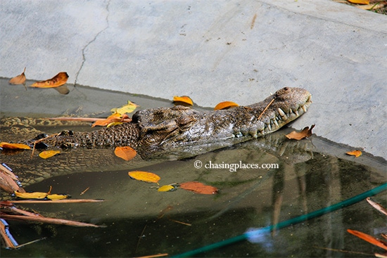 Relaxing under the strong Malaysian Sun