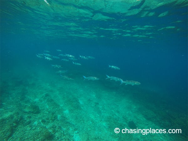 A school of large fish, off of Pulau Redang.