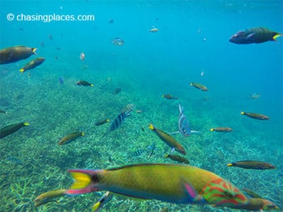 O mundo subaquático em Pulau Redang