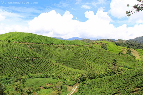 Chasing Places Travel Guide: My Unforgettable Weekend Getaway to Cameron Highlands